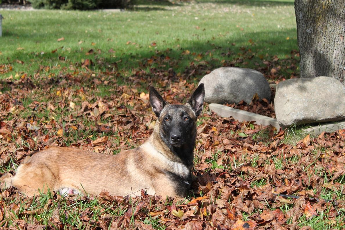 K-9 Loki lounging on fall leaves and grass