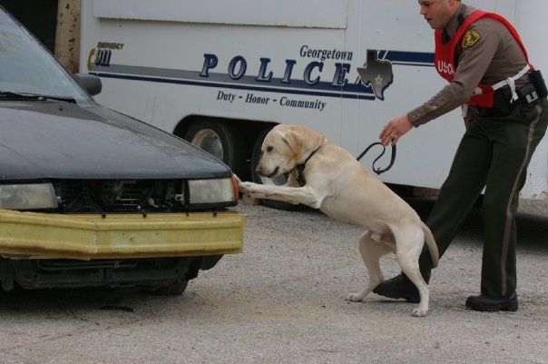 K-9 AJ participating in search