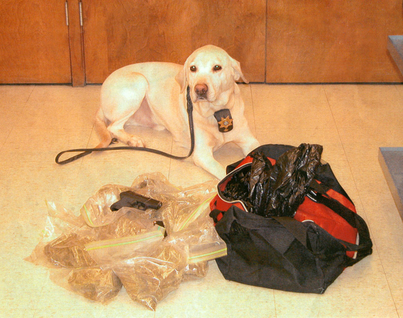 K-9 AJ next to drug and weapon seizure items