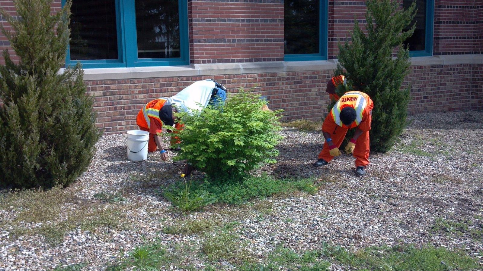 Inmates working together to clean up weeds outside
