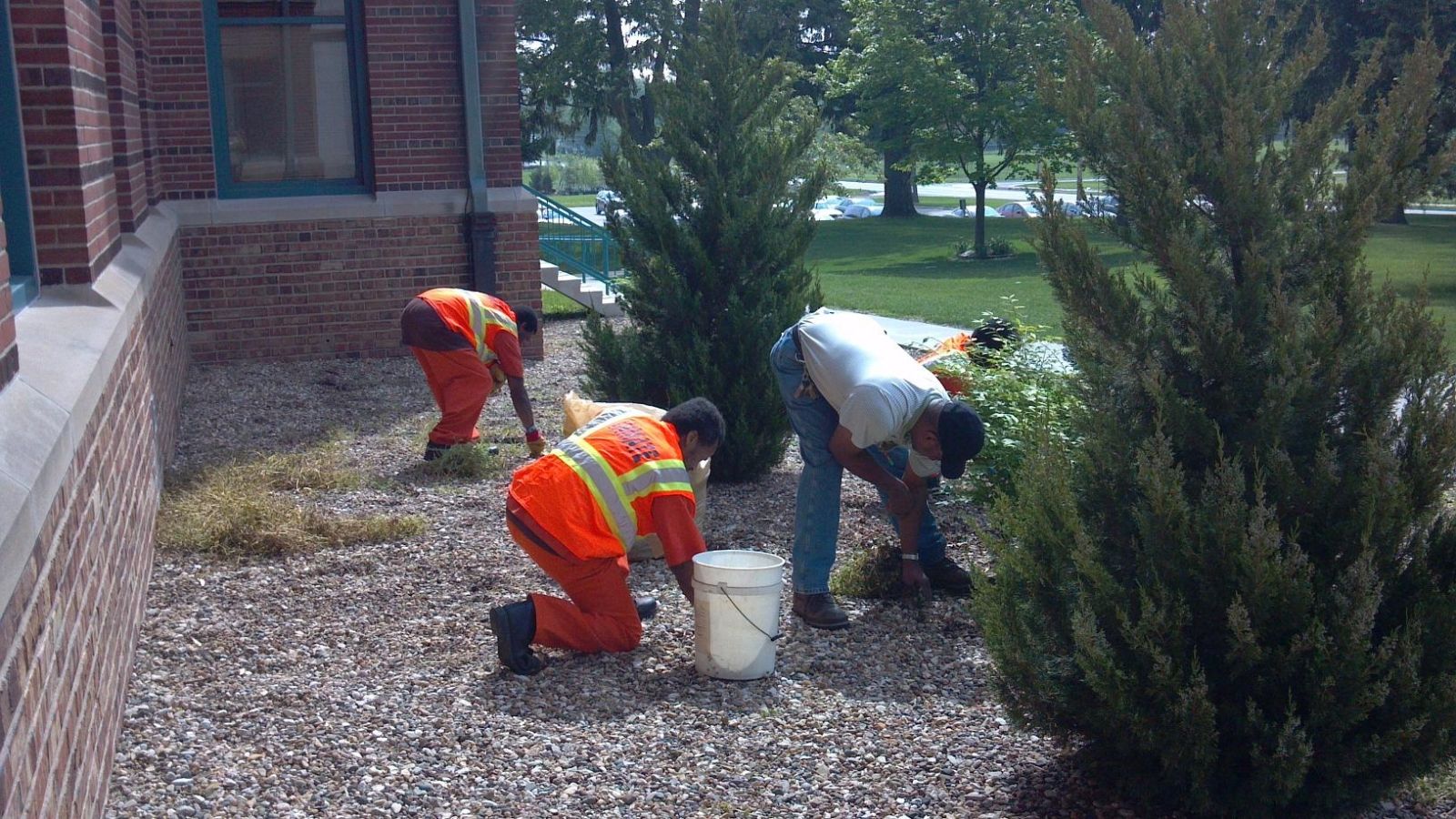 Inmates weeding outside in a group